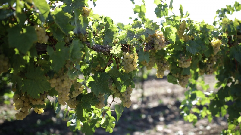 Производство вина в Италии подорожало на треть