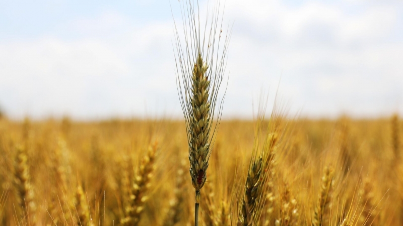 Власти Молдавии отменили запрет на экспорт пшеничной муки и пшеницы