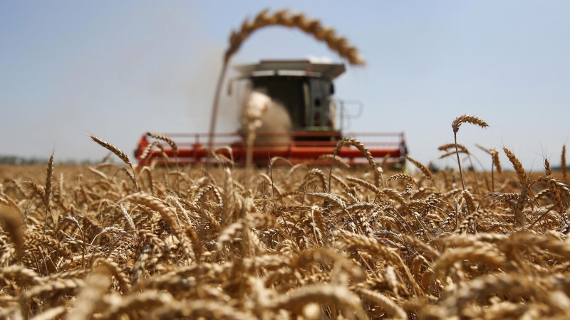 Ростовский губернатор рассказал, какой планируется урожай в этом году