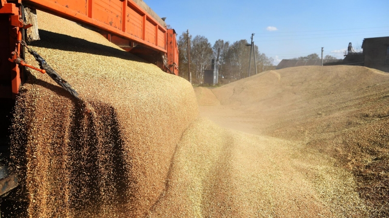 Во время уборочной кампании в России собрали почти 5,5 миллиона тонн зерна