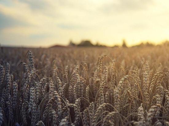 Reuters: правительство Египта расторгло контракты на покупку пшеницы с Украины