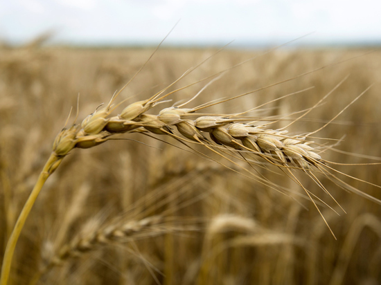 Политолог заподозрил Зеленского в блефе по «зерновой сделке»