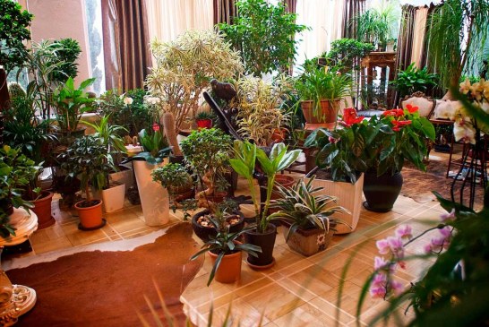 Растения в домашнем пространстве