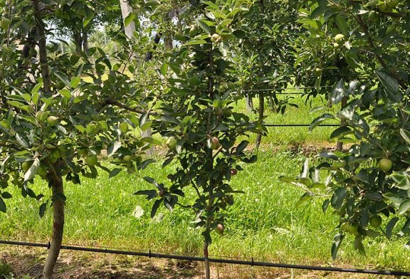 Плодовые деревья крупномеры