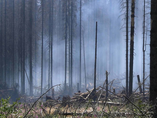Леса в России стали меньше гореть