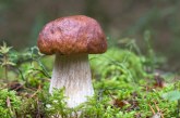 Особенности грибов