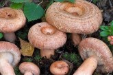 На что обращать внимание при сборе грибов